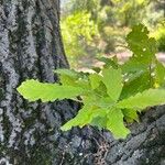 Quercus castaneifolia Levél