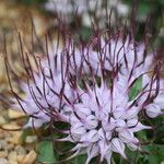Physoplexis comosa 花
