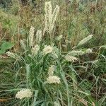 Phleum pratense 花