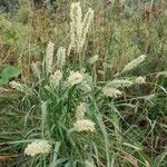 Phleum pratense Flower