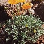 Papaver alpinum Habit