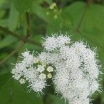 Eupatorium perfoliatum Květ