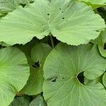 Petasites japonicusHostoa