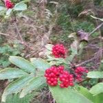 Sambucus racemosa Fruit