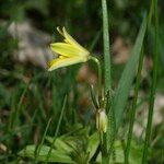 Gagea spathacea Övriga