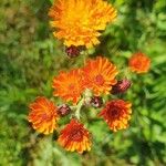 Pilosella guthnikiana Flower