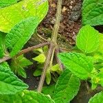Eleutheranthera ruderalis Coajă
