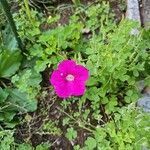 Petunia integrifolia Květ