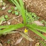 Hypoxis decumbens Feuille