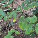 Carya tomentosa Leaf