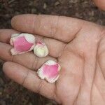 Lecythis idatimon Flower