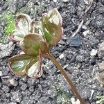 Thalictrum flavum Yaprak