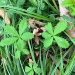 Potentilla anglicaFolha