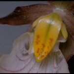 Cypripedium montanum Lorea