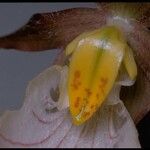 Cypripedium montanum Flower