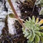 Saxifraga paniculata Rinde