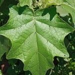 Solanum stramoniifolium List