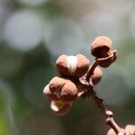 Podonephelium subaequilaterum Fruit