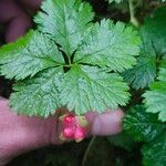 Rubus pedatus Fruct