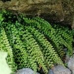 Asplenium viride عادت داشتن