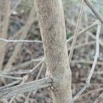 Callicarpa bodinieri Bark