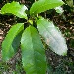 Schefflera digitata Hoja