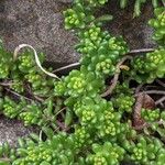 Sedum album পাতা