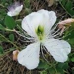 Capparis spinosa Fleur