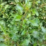 Alternanthera bettzickiana Hoja
