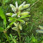 Lupinus polyphyllusFruitua