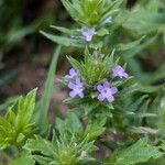 Verbena bracteata Blüte