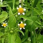 Galinsoga parviflora Fula