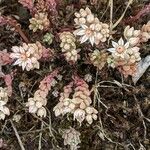 Sedum hispanicum 整株植物