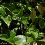 Asparagus asparagoides Frucht