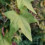 Echinocystis lobata Leaf