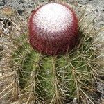 Melocactus macracanthos Yeri