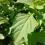 Ocimum carnosum Frunză