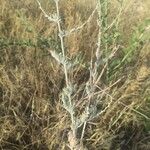 Artemisia frigida Leaf