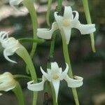 Cyrtorchis monteiroae Flower