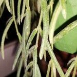 Hoya linearis List