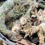 Austrocylindropuntia vestita 葉