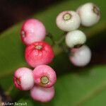 Syzygium lateriflorum Fruit
