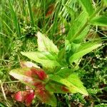 Epilobium duriaei Liść