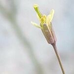 Brassica tournefortii Flower