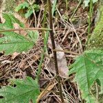 Girardinia diversifolia Rinde