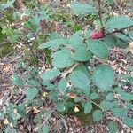 Cotoneaster zabelii ശീലം