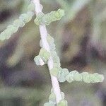 Halocnemum strobilaceum Leaf