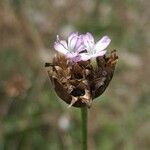 Petrorhagia prolifera Blüte