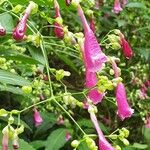 Strobilanthes hamiltoniana Cvet