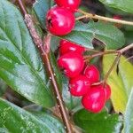 Cotoneaster salicifolius Fruit